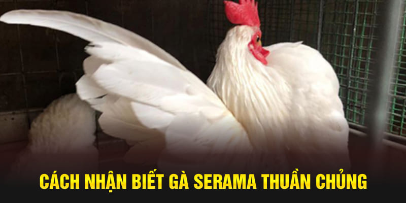 Cách nhận biết gà Serama thuần chủng