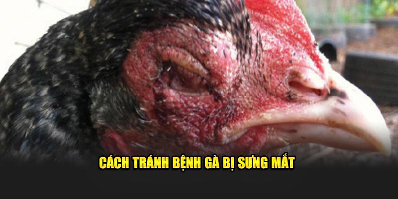 Cách tránh bệnh gà bị sưng mắt