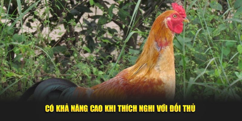 Có khả năng cao khi thích nghi với đối thủ