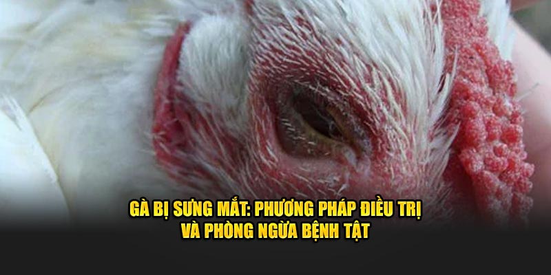 Gà Bị Sưng Mắt: Phương Pháp Điều Trị Và Phòng Ngừa Bệnh Tật