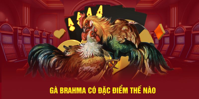 Gà Brahma có đặc điểm thế nào