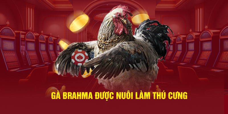 Gà Brahma được nuôi làm thú cưng