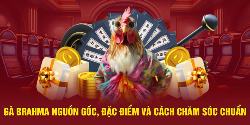 Gà Brahma - Nguồn Gốc, Đặc Điểm Và Cách Chăm Sóc Chuẩn