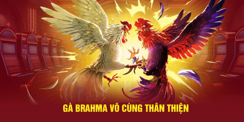 Gà Brahma vô cùng thân thiện