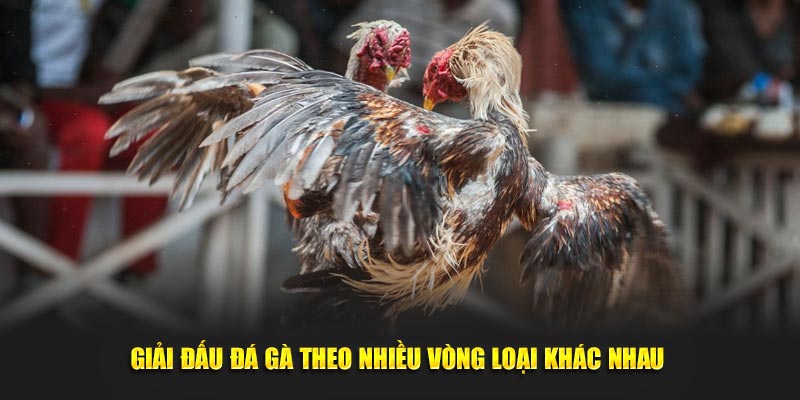Giải đấu đá gà theo nhiều vòng loại khác nhau 