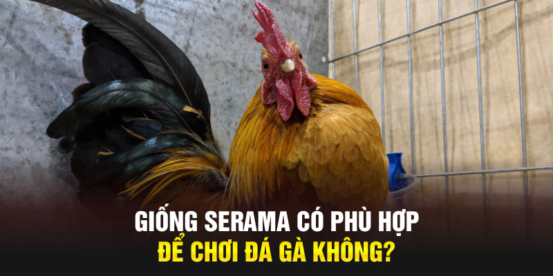 Giống Serama có phù hợp để chơi đá gà không