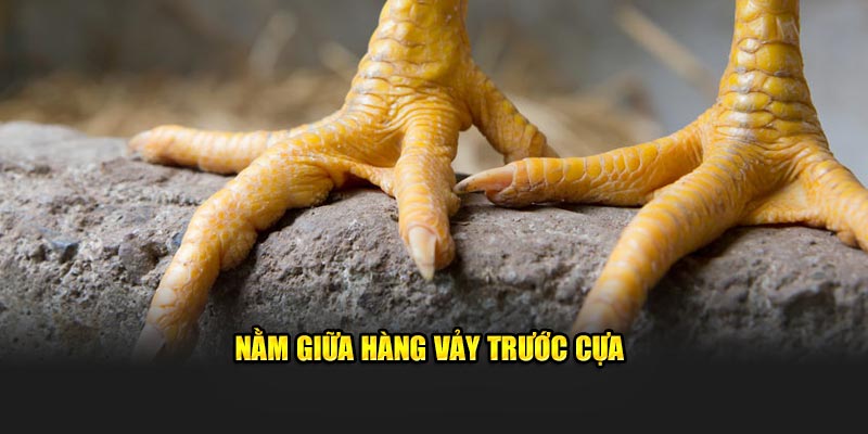 Nằm giữa hàng vảy trước cựa