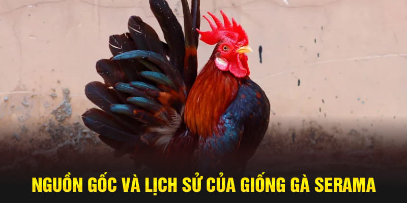 Nguồn gốc và lịch sử của giống gà Serama