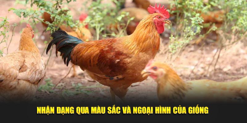 Nhận dạng qua màu sắc và ngoại hình của giống