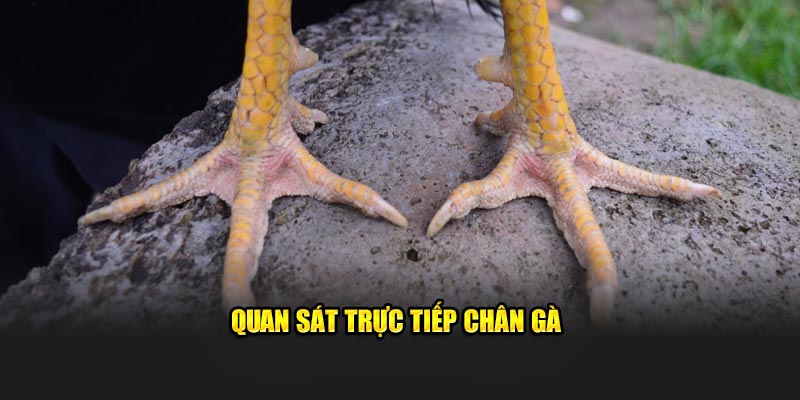 Quan sát trực tiếp chân gà