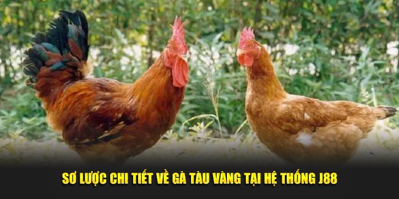 Sơ lược chi tiết về gà Tàu Vàng tại hệ thống J88