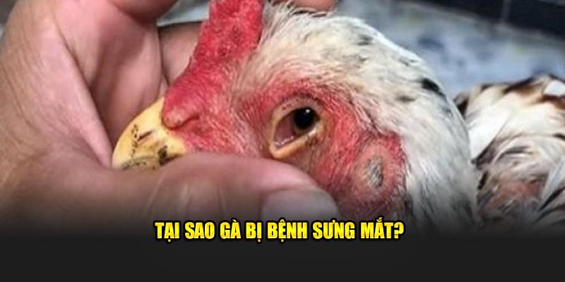 Tại sao gà bị bệnh sưng mắt?