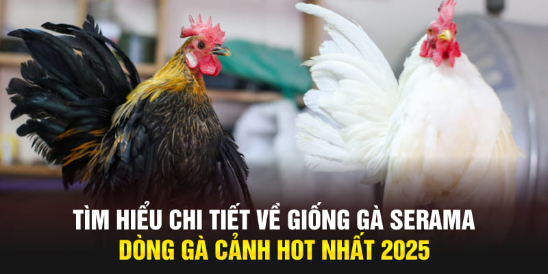 Tìm Hiểu Giống Gà Serama - Dòng Gà Cảnh Hot Nhất 2025