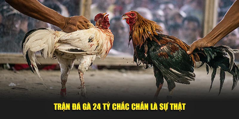 Trận đá gà 24 tỷ chắc chắn là sự thật