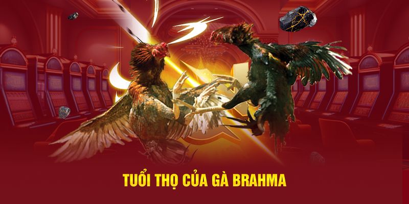 Tuổi thọ của gà Brahma