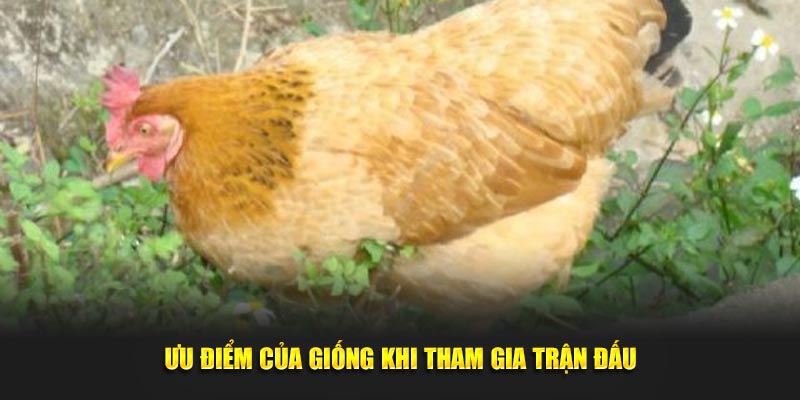 Ưu điểm của giống khi tham gia trận đấu